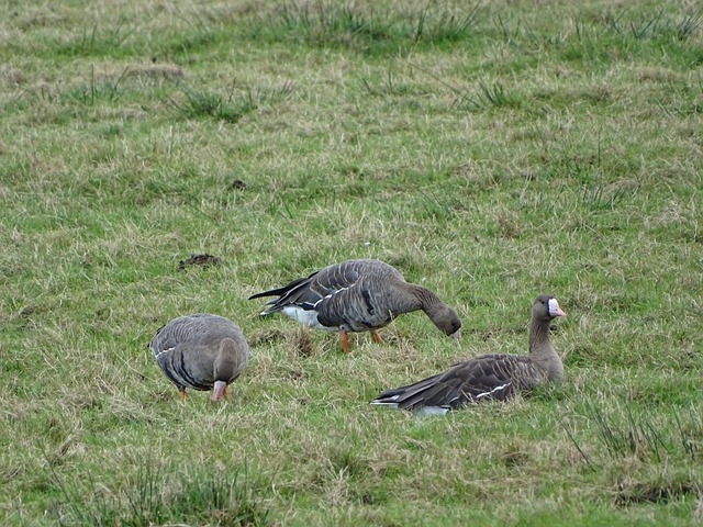 米蘭新力量 米蘭新力量